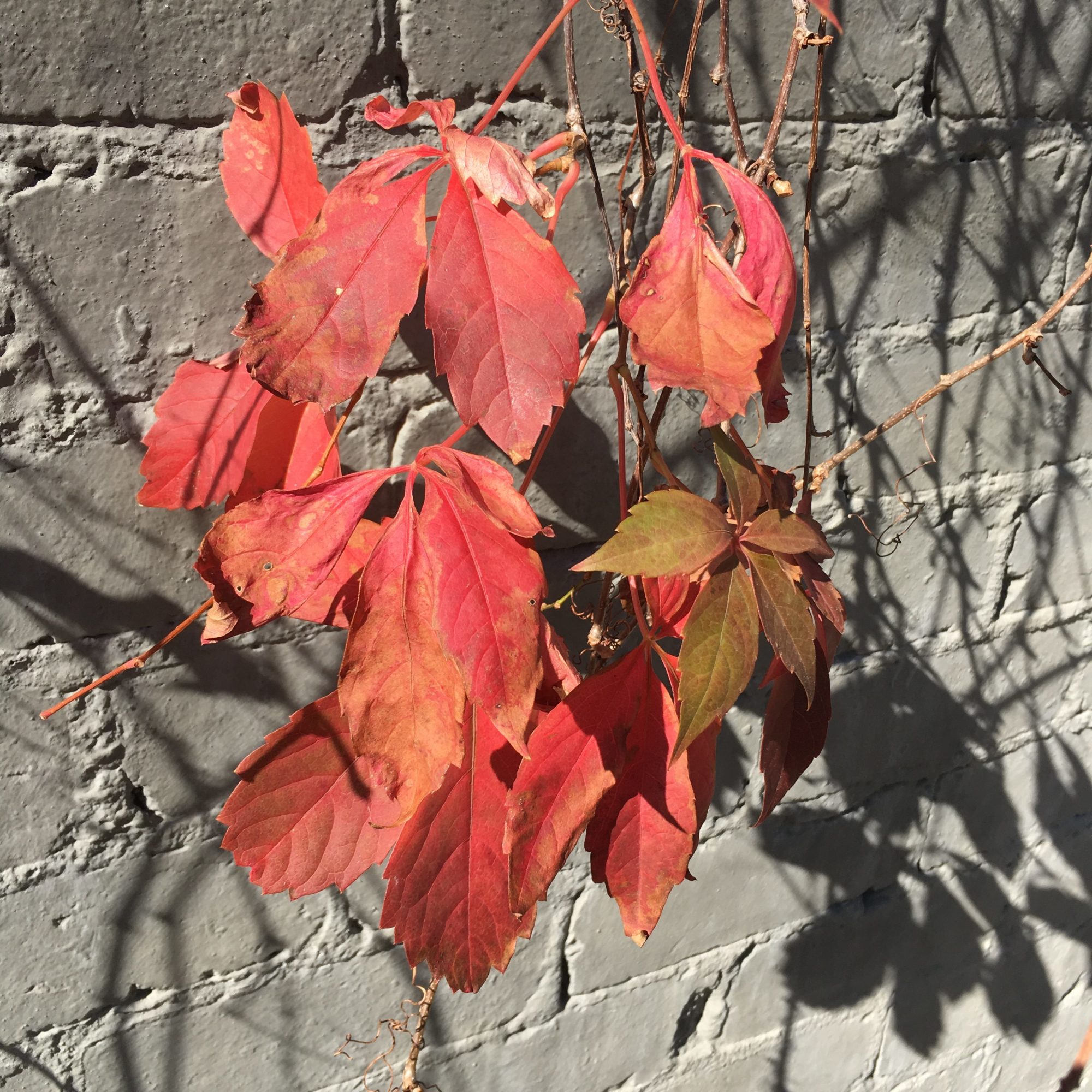 Autumn leaves